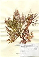 藏品(小果海膜)的圖片